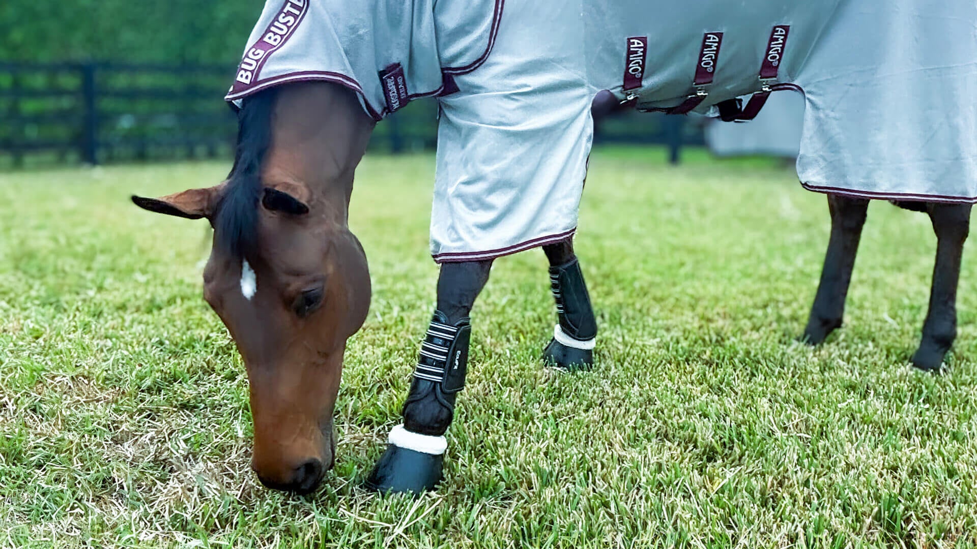 Les principales entreprises Equestre Horseware Ireland et EquiFit annoncent leur fusion