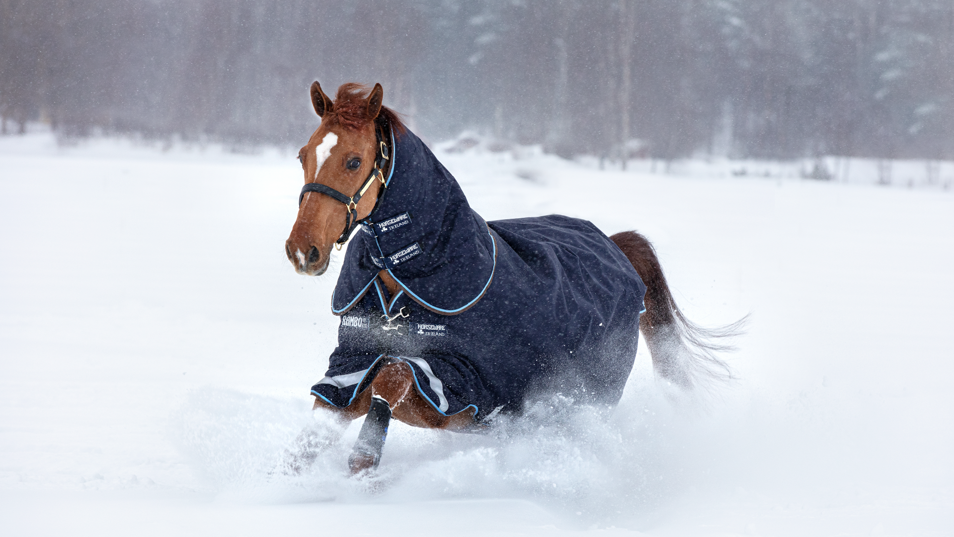 Pferd läuft im Schnee