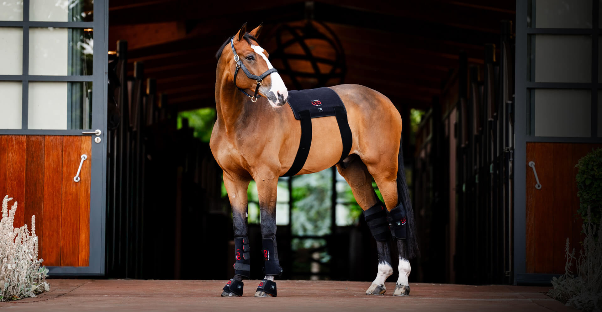 Introducing a New Era in Equine Wellness